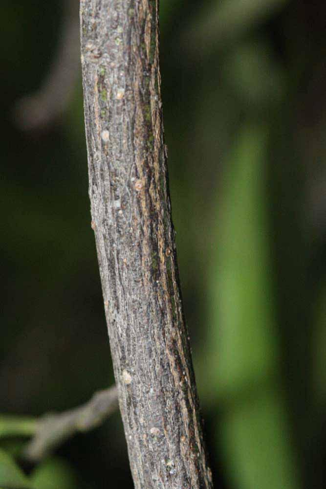              Second - third year twig (Riverside, CA)       